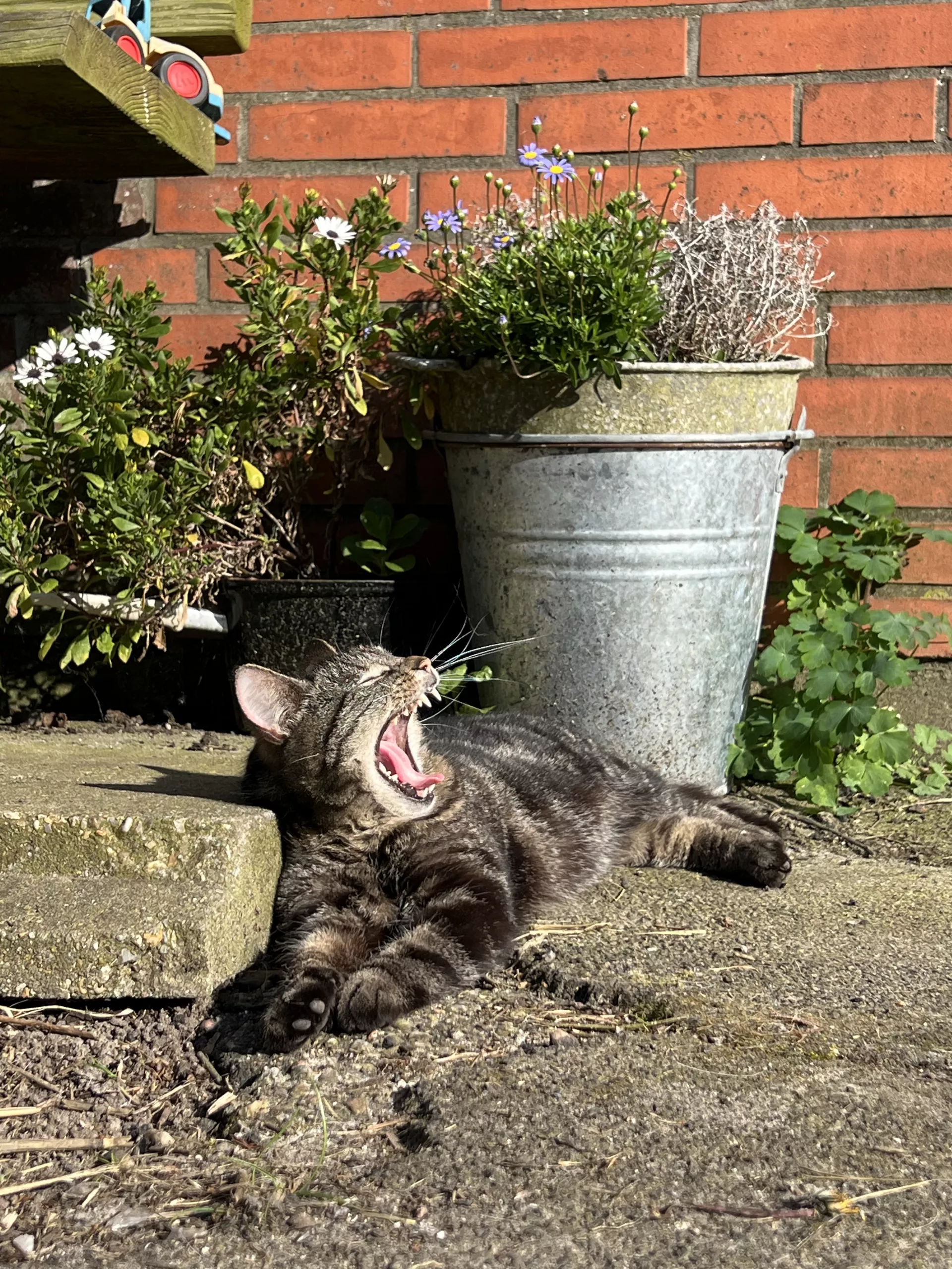 Hofspaziergang mit Tieren