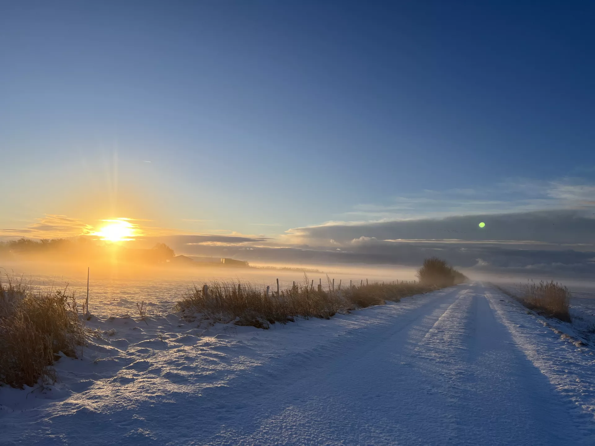 Schafe auf der Wiese