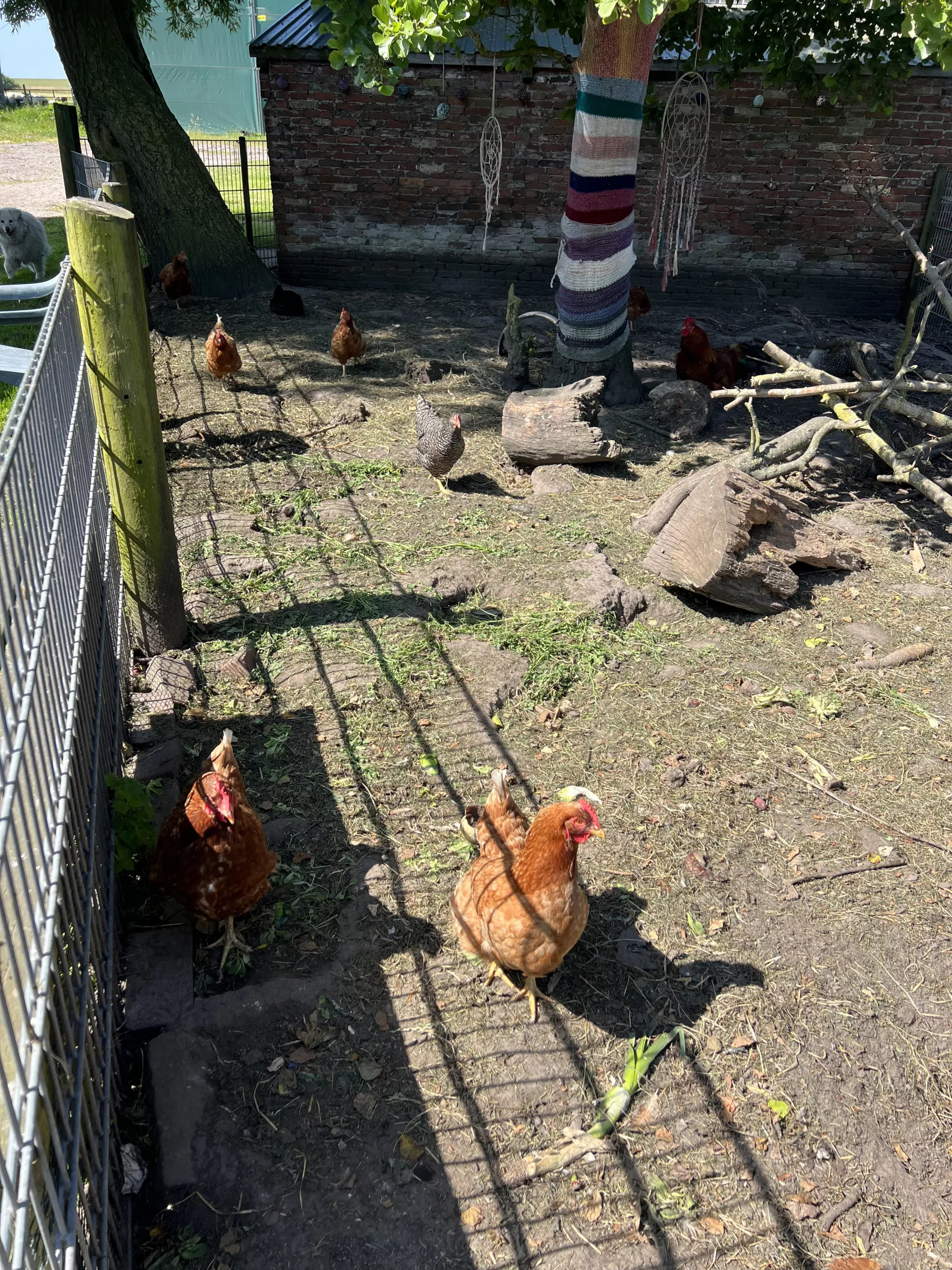 Enten
