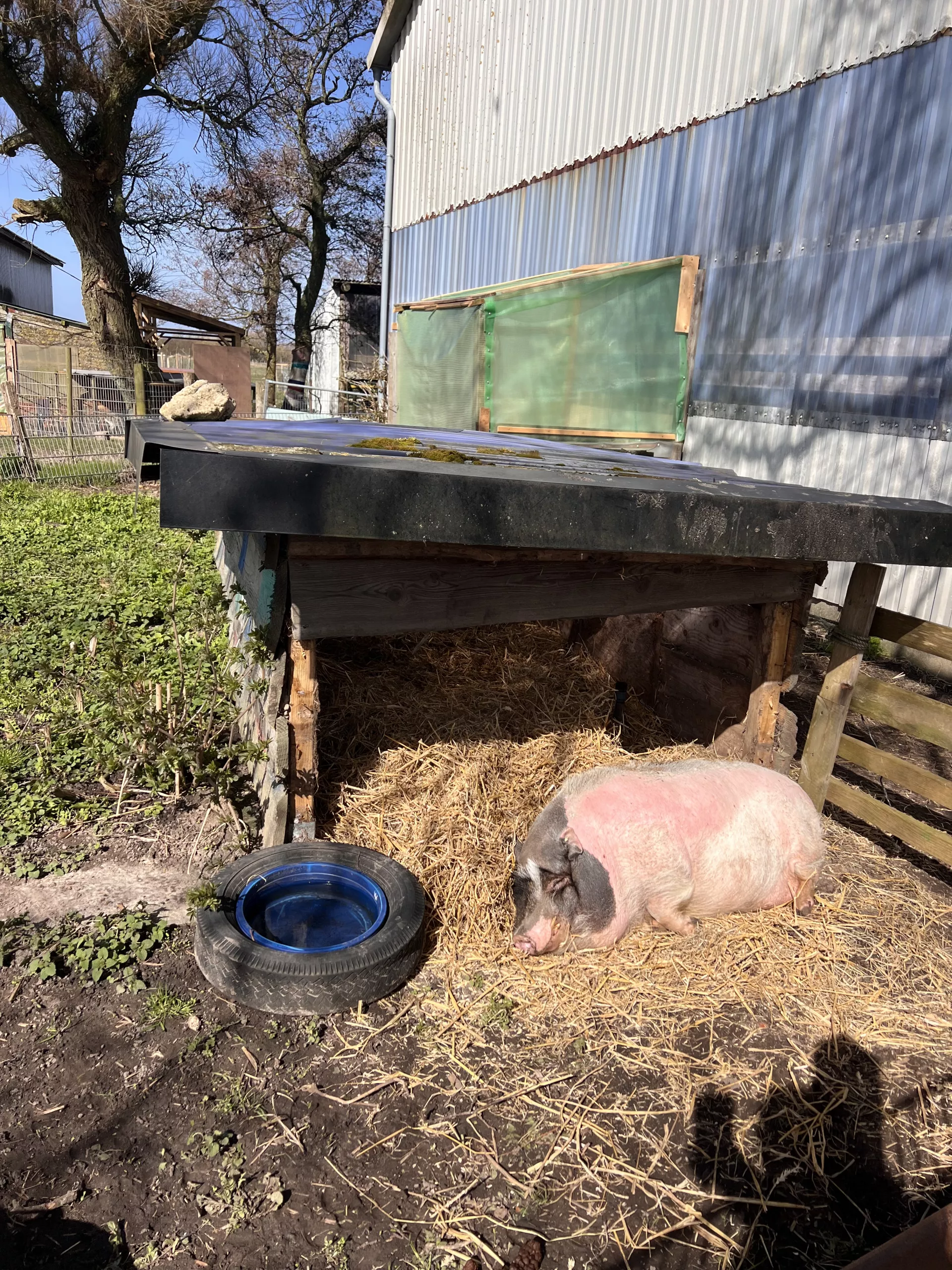Schweine