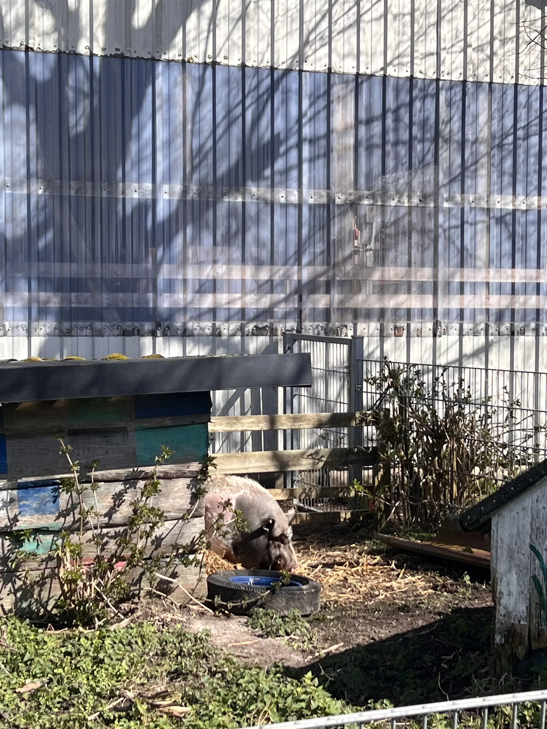 Schweine