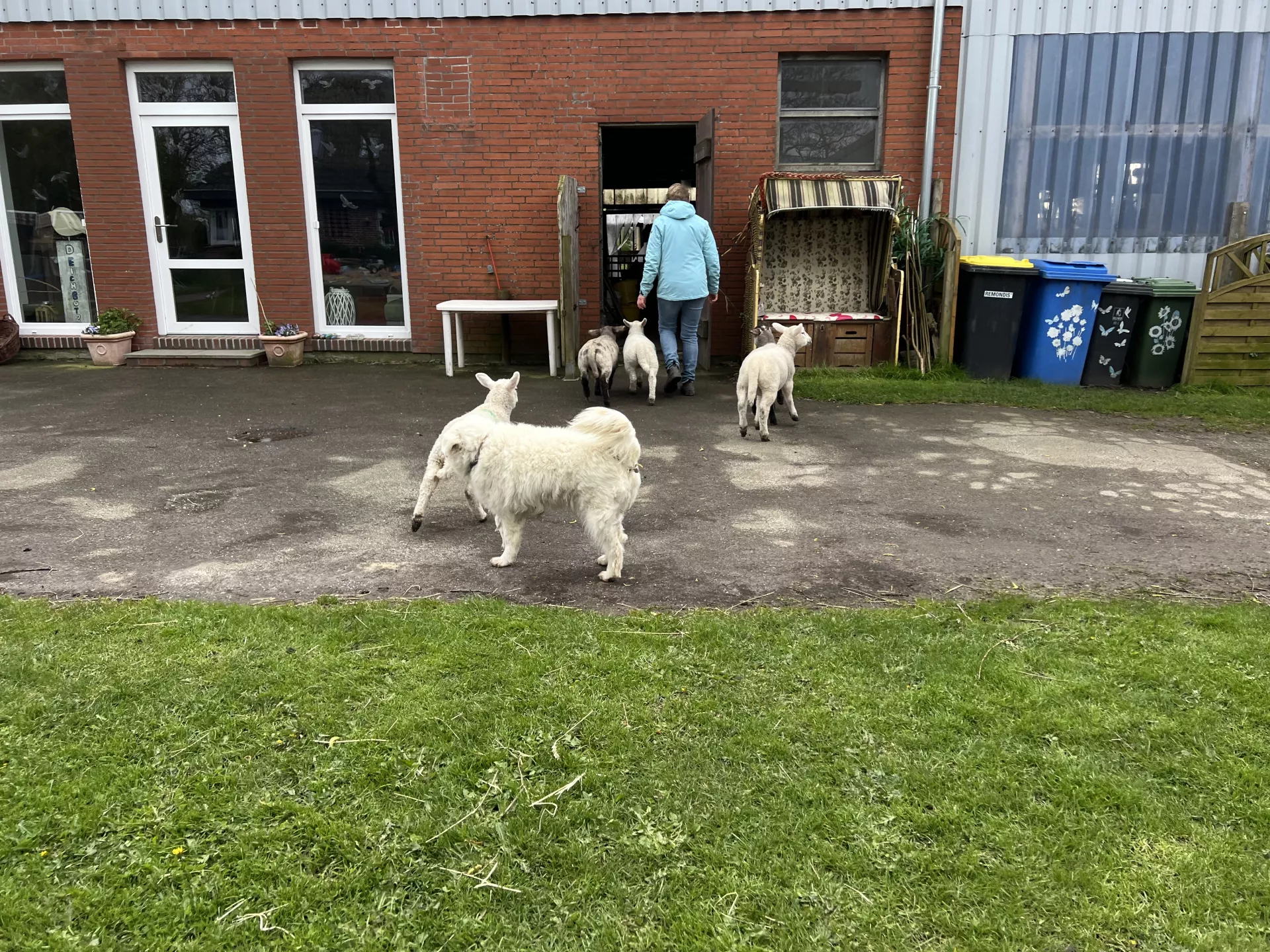 Tiere auf dem Hof