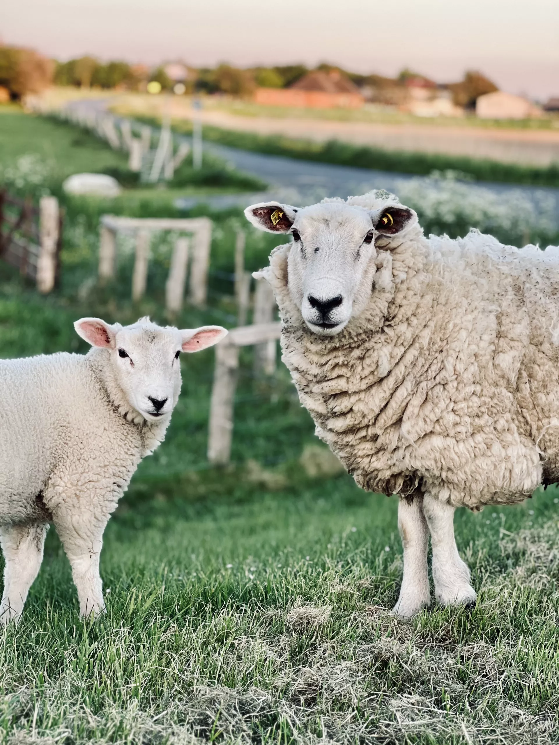 Tiere auf dem Hof