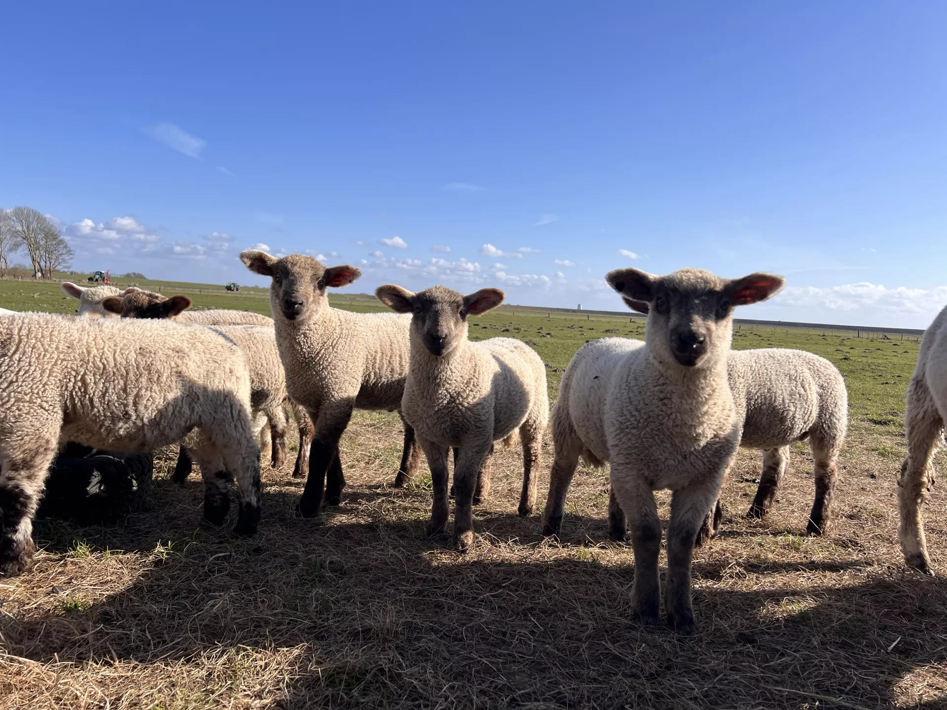Tiere auf dem Hof