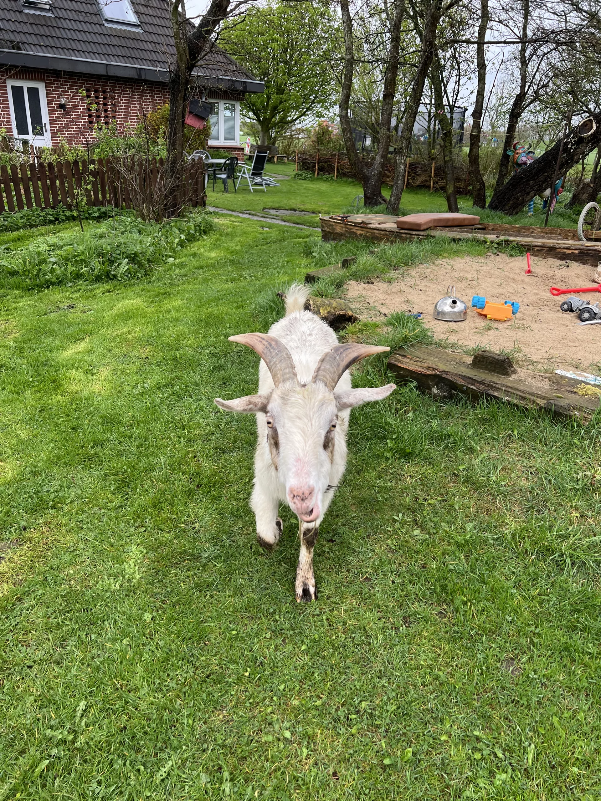 Tiere auf dem Hof