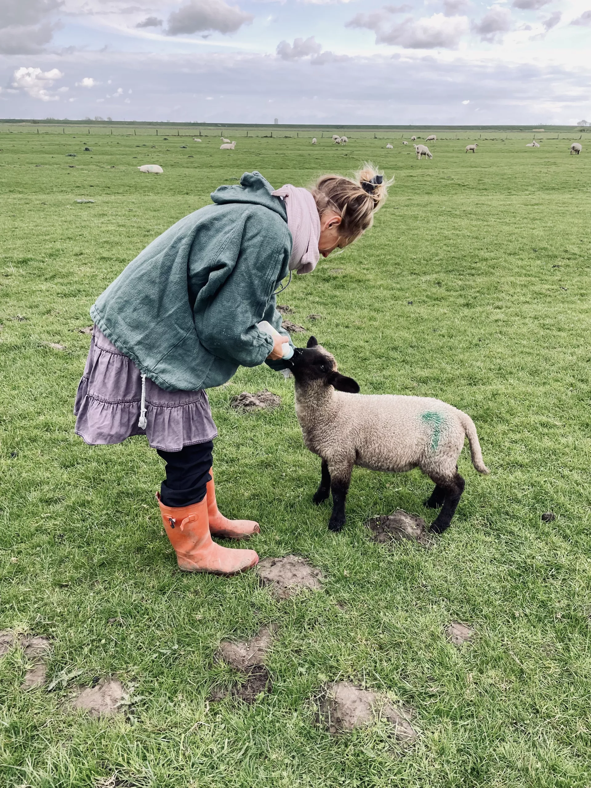 Tiere auf dem Hof